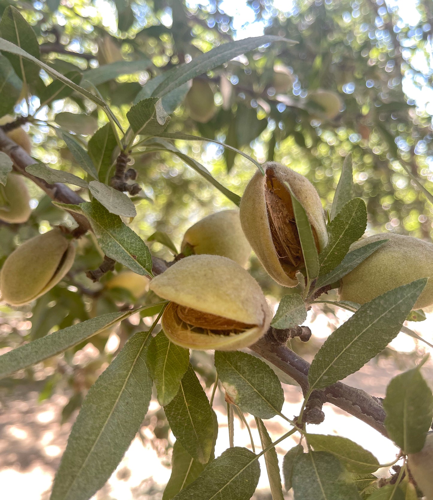 NATURE'S CALIFORNIA ALMONDS® Roasted & Salted 16oz