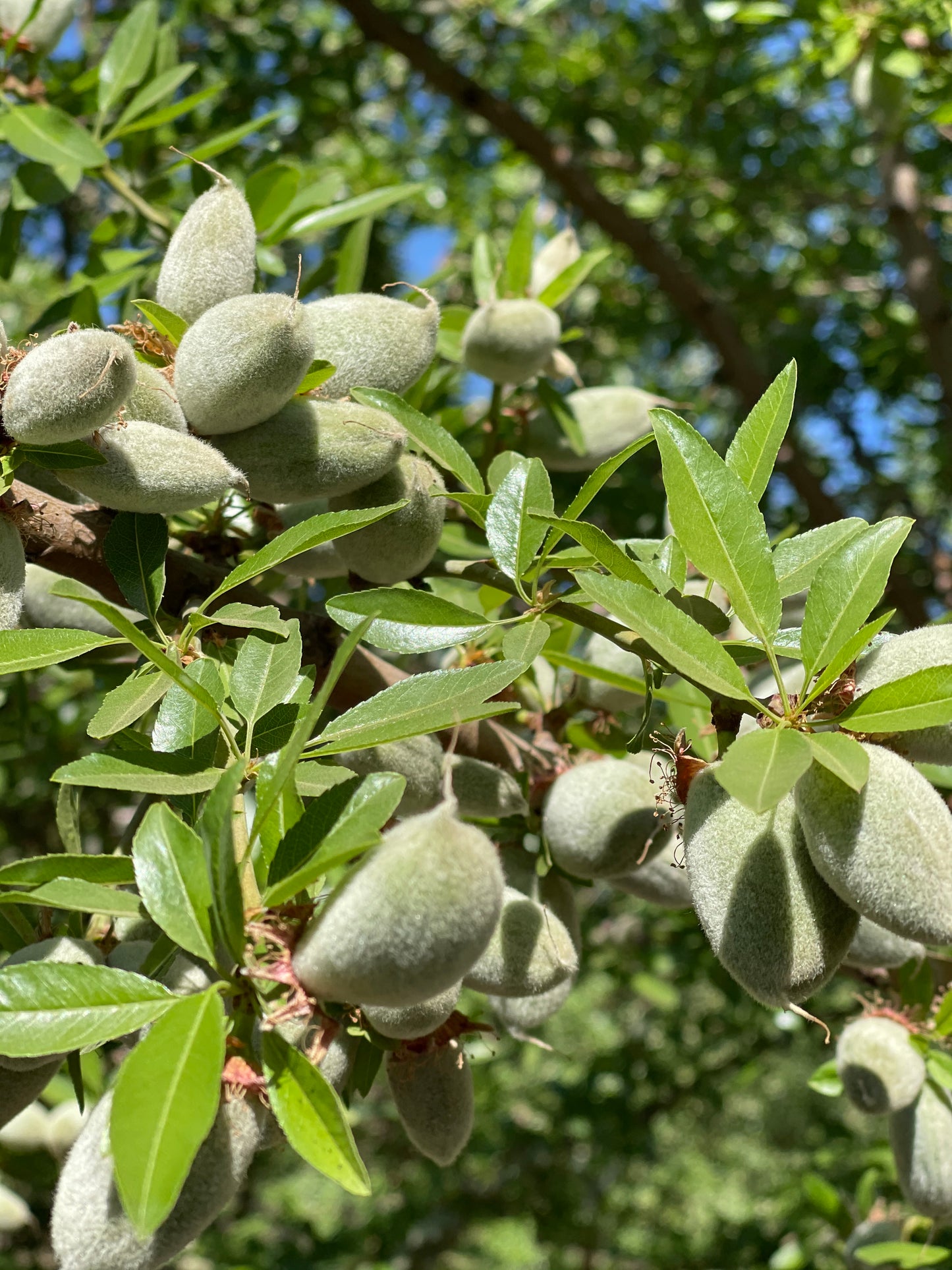 NATURE'S CALIFORNIA ALMONDS® Roasted & Salted 16oz