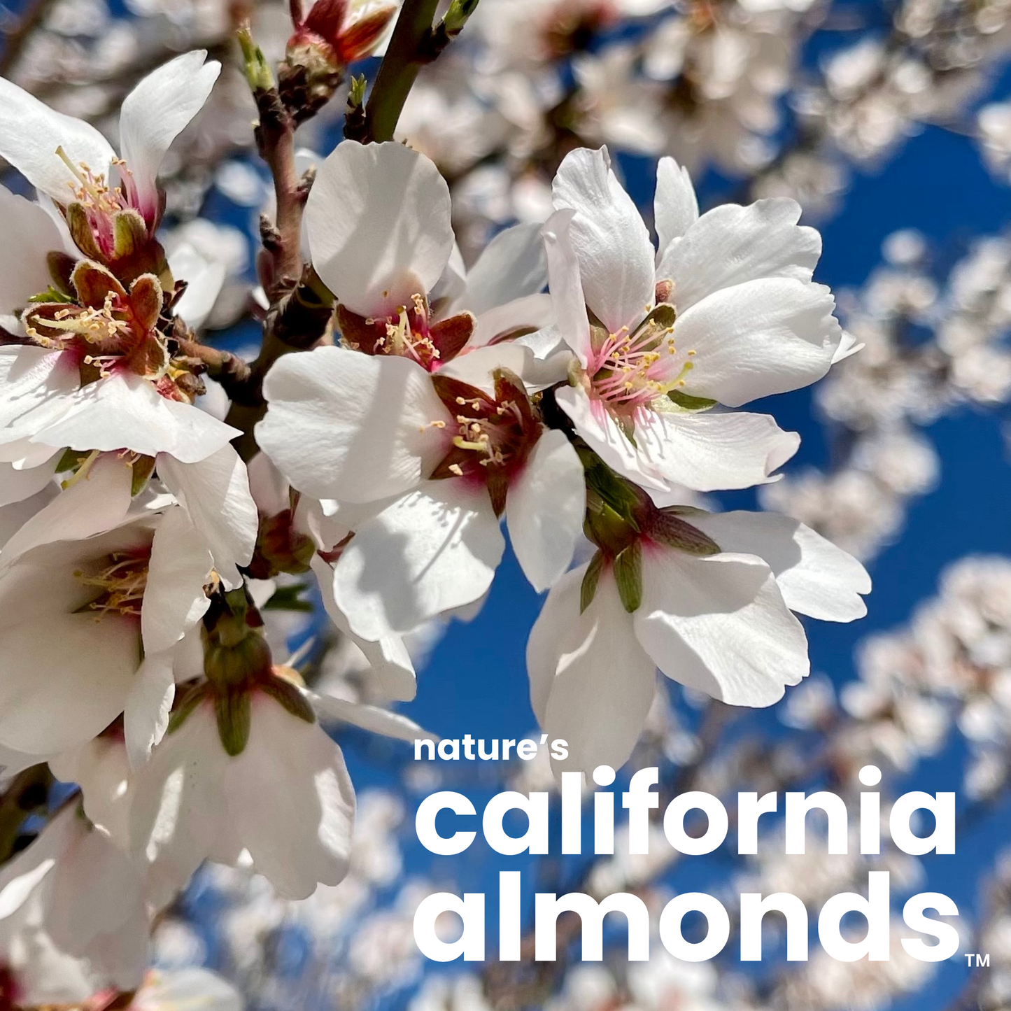 NATURE'S CALIFORNIA ALMONDS® Unroasted & Unsalted 16 oz (Pack of 4)